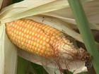 Estiagem compromete a produção de milho verde no sudeste de SP
