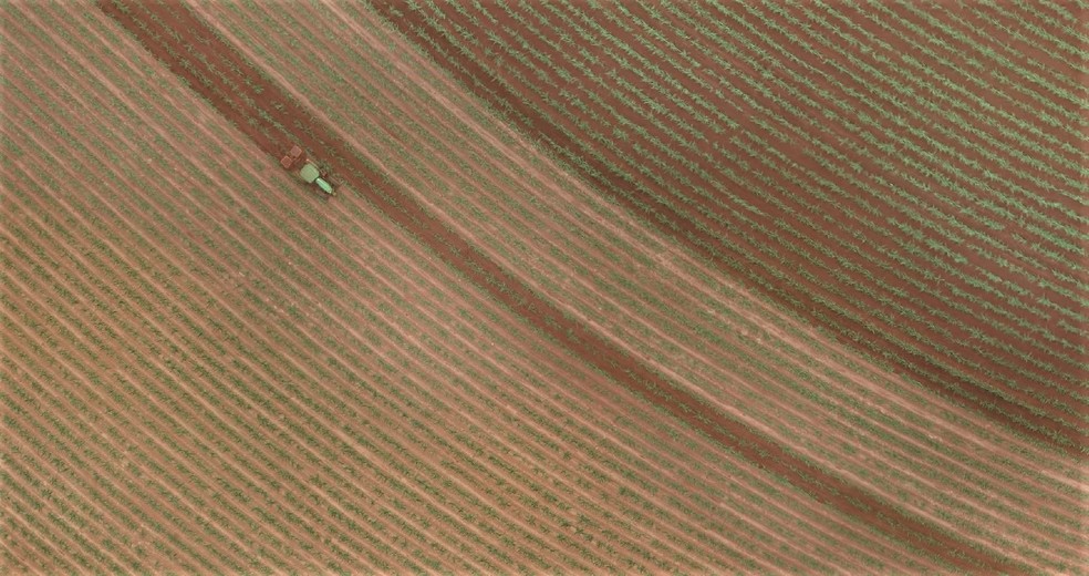 Imagem captada por drone em canavial da Atvos em MS â€” Foto: Atvos/DivulgaÃ§Ã£o
