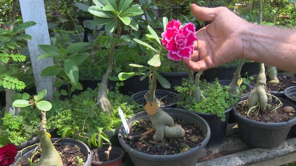 Hospital para plantas' usa técnicas de jardinagem para curar e prolongar  vida de rosas do deserto | Amazônia | G1