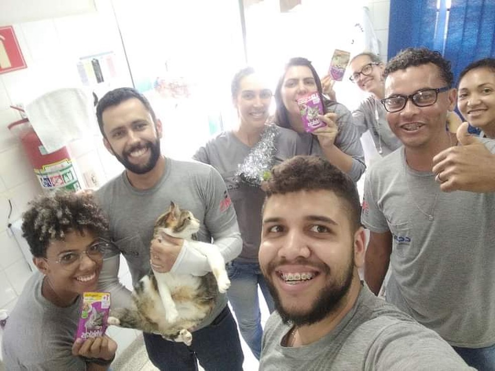 Gatinha Aquarela virou mascote do Centro de Controle de Zoonoses — Foto: Luana Araújo/CCZ