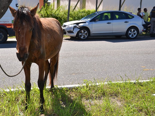 Cavalo solto na rua causa acidente de trânsito em João Pinheiro e