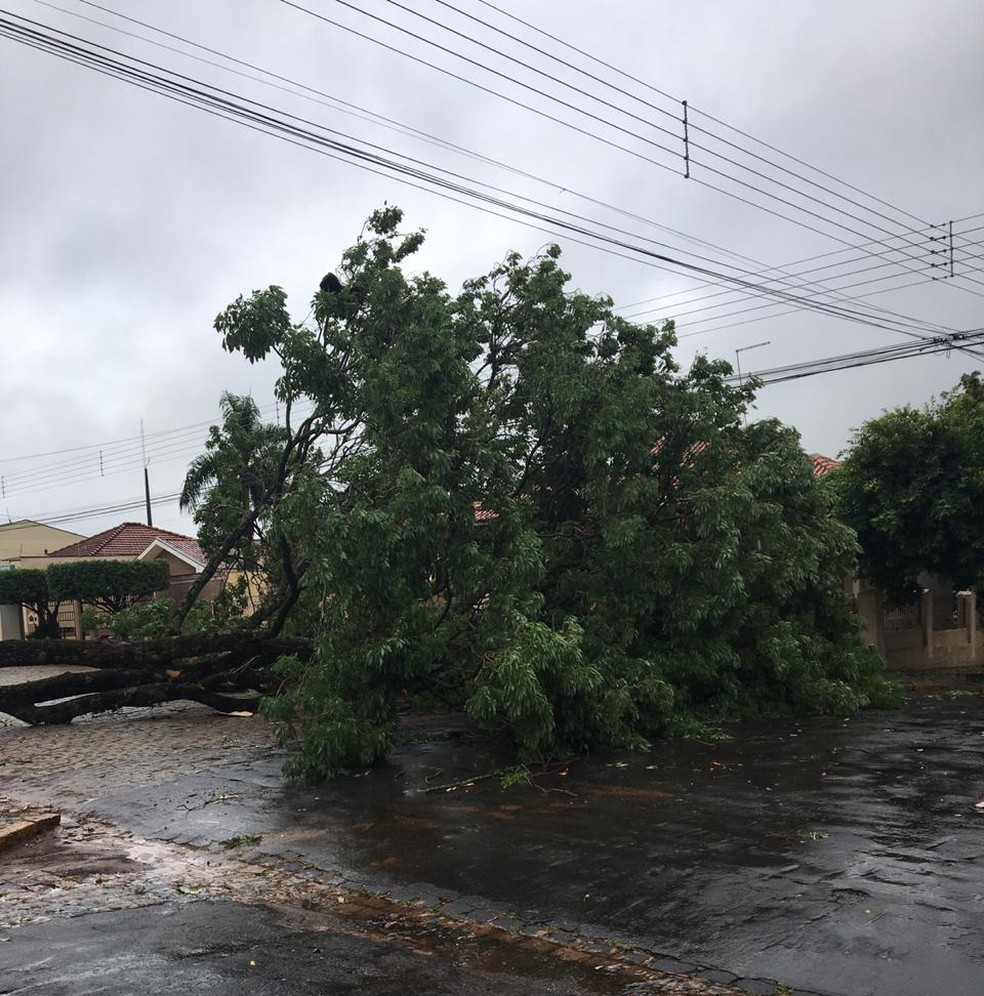 Árvore caiu sobre via pública em Santo Anastácio — Foto: Adriano Andrade