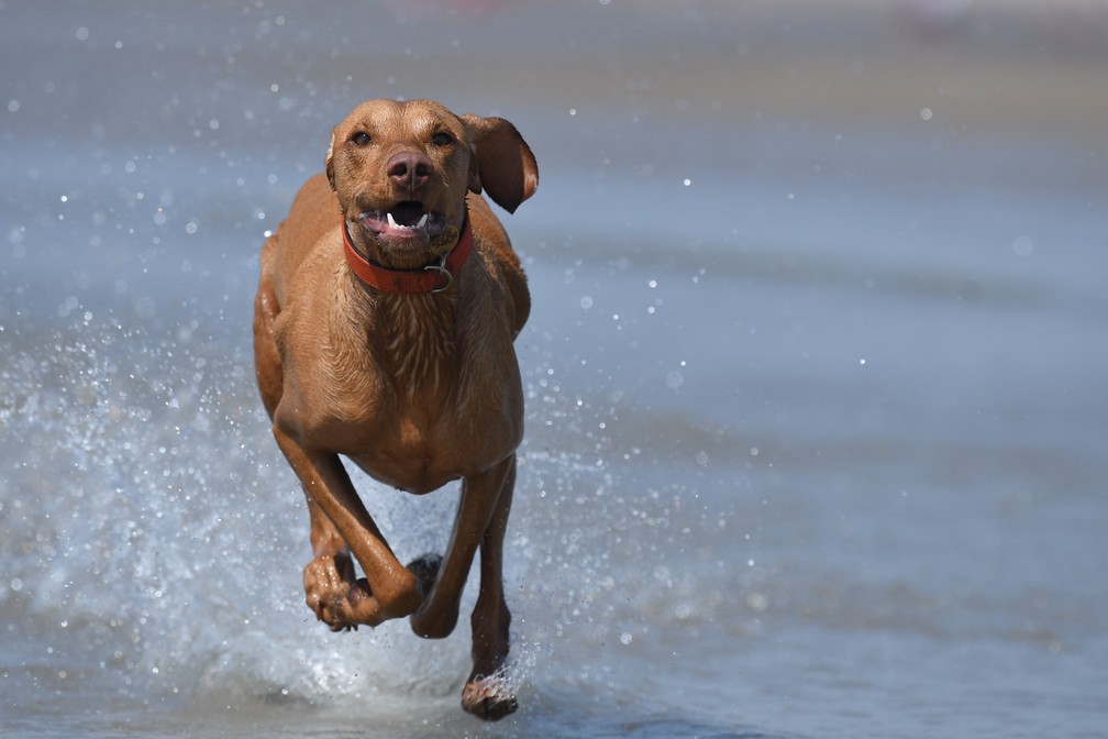 Um cão corre pelo mar em Camber Sands, na Inglaterra, durante onda de calor em Grâ Bretanha — Foto: Ben Stansall/AFP