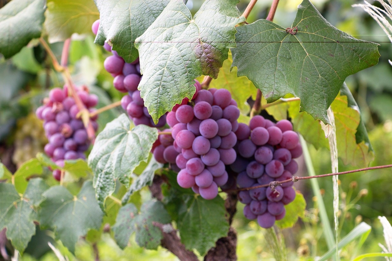 Segundo a especialista Viviane, as uvas contém altos níveis de frutose, mas não são nocivos (Foto: Pexels / Luiz M. Santos / Creative Commons)
