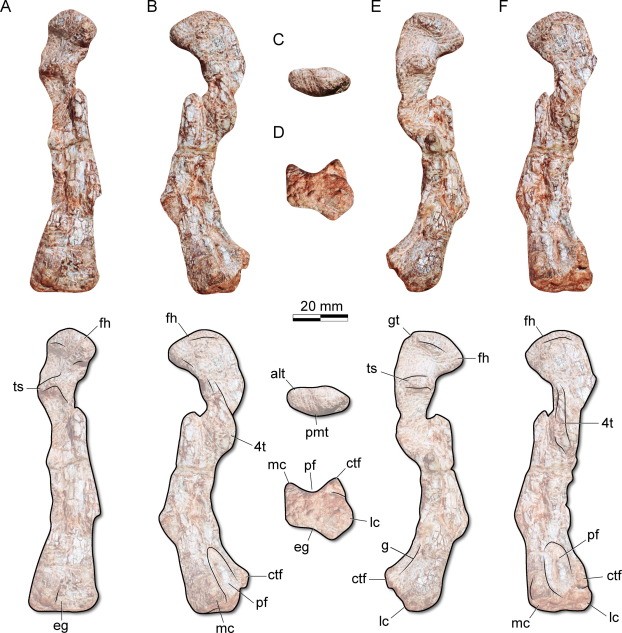 Ossos descobertos pelos paleontólogos da Universidade Federal de Santa Maria (UFSM) (Foto: Rodrigo T.Müller et.al)