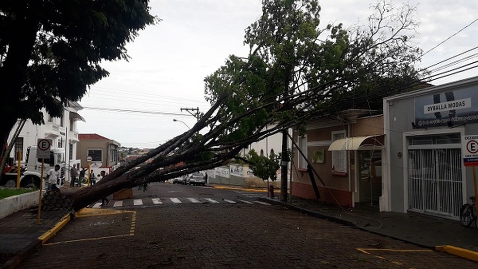 Árvore atingiu a rede elétrica do outro lado da rua em São Manuel — Foto: Divulgação
