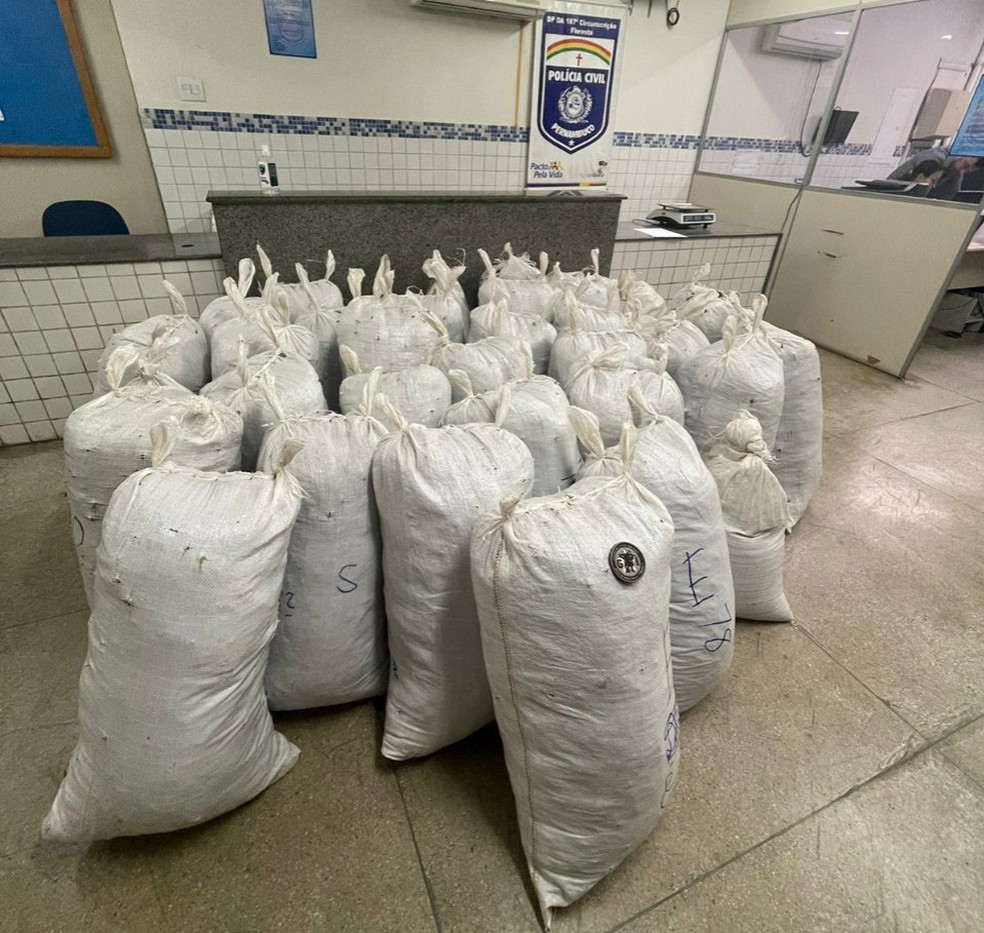 Cerca de 830 kg de maconha são apreendidos em Itacuruba — Foto: Polícia Civil/Reprodução