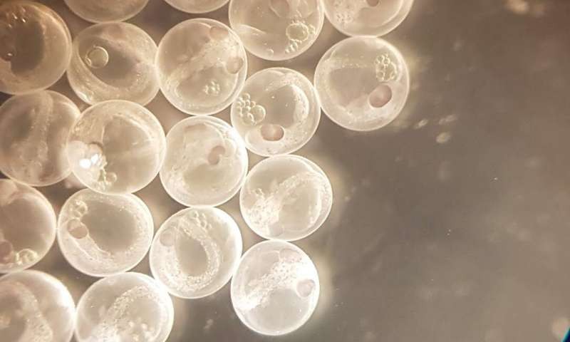 Embriões de Mary (Foto: ©Dr. Laura Dean)