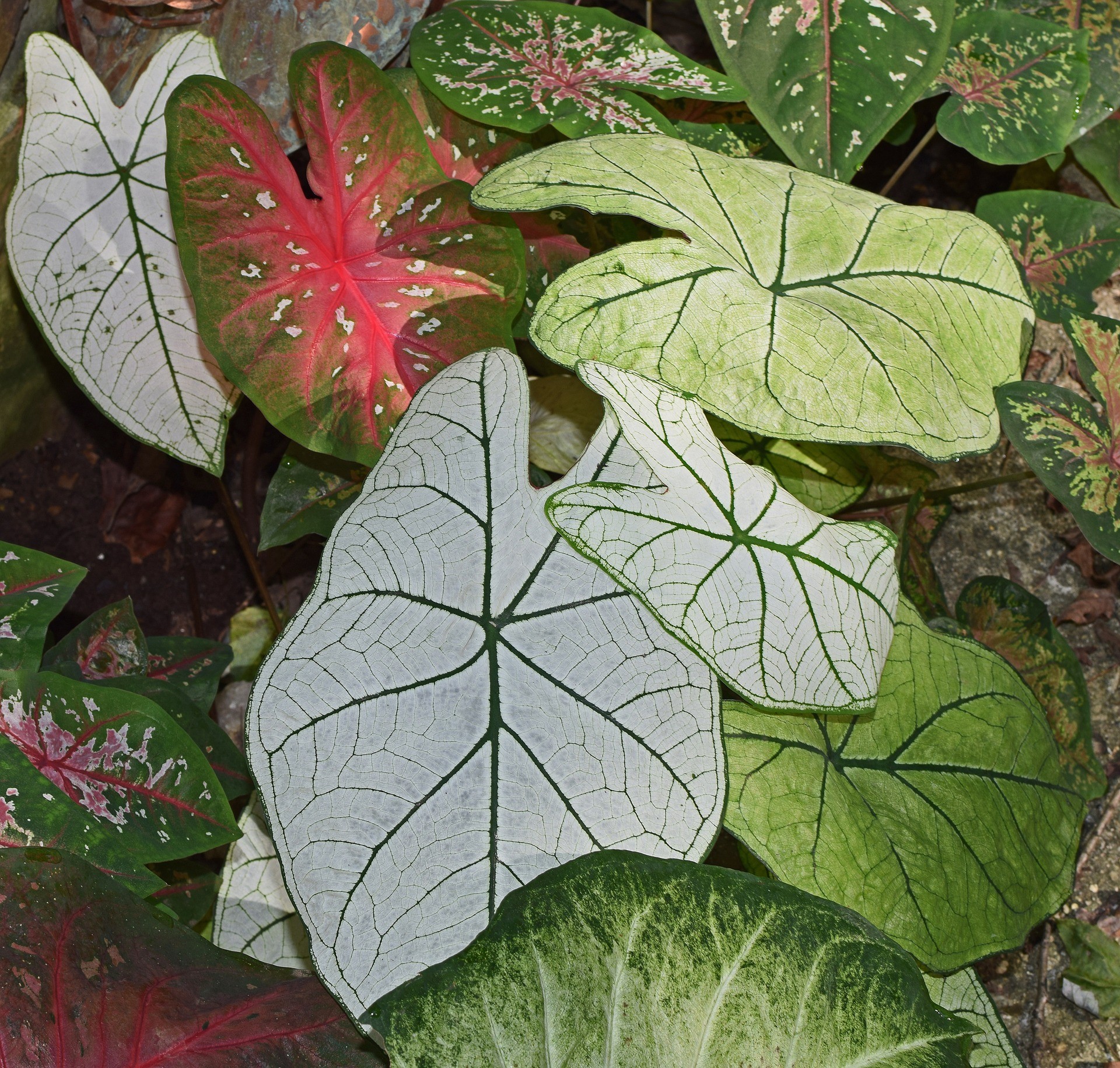 Conheça a caladium, planta ornamental colorida e perfeita para a decoração (Foto: Pixabay)