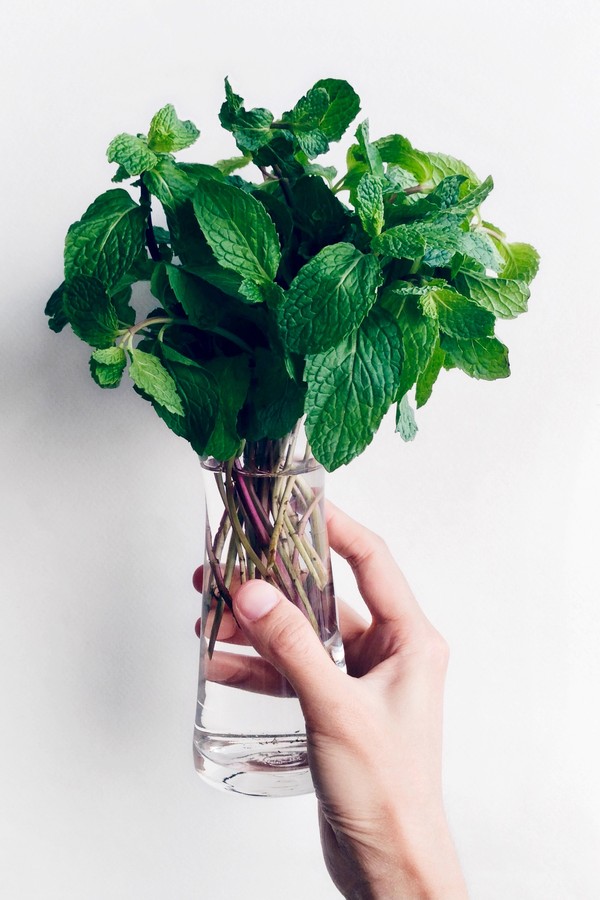 Como cultivar hortel&atilde; em casa - e seus benef&iacute;cios para a sa&uacute;de (Foto: Getty Images)