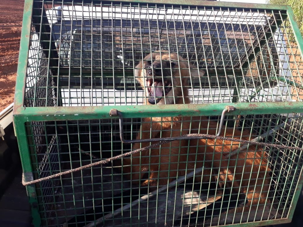 Lobo-guará foi capturado e solto em seu habitat — Foto: Polícia Ambiental 