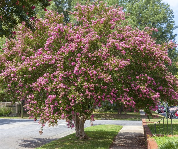 Raspberry colored crepe myrtle tree in Virginia residential neighborhood. Crape or crepe myrtles are chiefly known for their colorful and long-lasting flowers which occur in summer. (Foto: Getty Images/iStockphoto)
