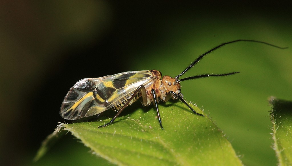 Fêmeas da espécie Psocoptera são encontradas com tipo de pênis (Foto: Flickr)