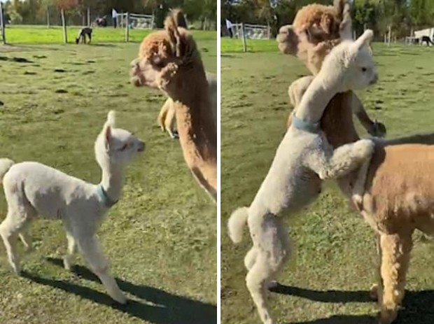 Filhote de alpaca dá abraço na mãe e vídeo viraliza nas redes sociais (Foto: Reprodução / Instagram)