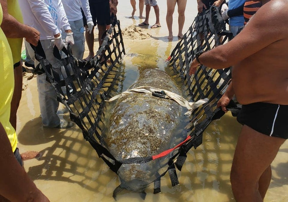 Peixe-boi encalhado na praia da Redinha Nova, na Grande Natal, &eacute; resgatado &mdash; Foto: Cabo Mello J&uacute;nior/CBMRN