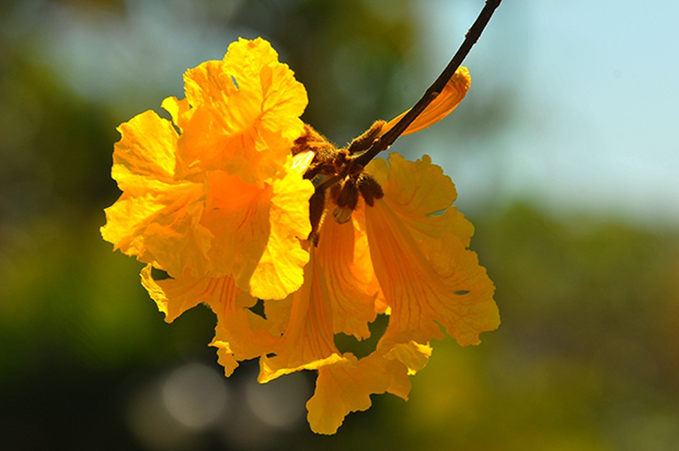 Ipê Amarelo é considerado árvore símbolo do Brasil | Terra da Gente | G1