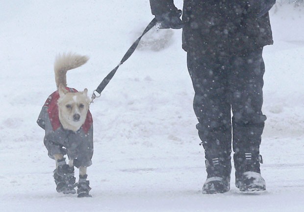 Estiloso, um cão foi fotografado usando botas e agasalho enquanto caminhava com seu dono em meio a uma nevasca na cidade de Quebec, no Canadá, no domingo (15) (Foto: Mathieu Belanger/Reuters)