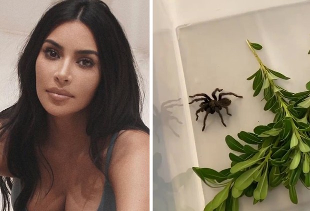Kim Kardashian encontra tarântula em casa (Foto: Reprodução/Instagram)