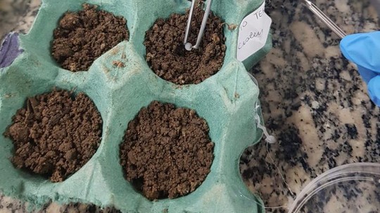Estudantes criam tecnologia capaz de aumentar em 80% germinação de sementes com menos água