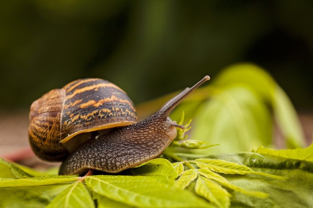 forest snail in the natural environment, note shallow depth of field (Foto: Getty Images/iStockphoto)
