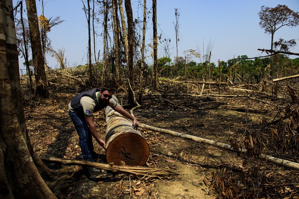 Aumento do desmatamento na Amazônia pode afetar financiamento internacional em MT, diz Observatório — Foto: Marcos Vergueiro/Secom-MT