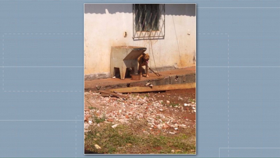 Segundo a ONG Sou Anjo, o animal ficava preso sem espaço para se locomover e sem comida — Foto: RPC Cascavel/Reprodução