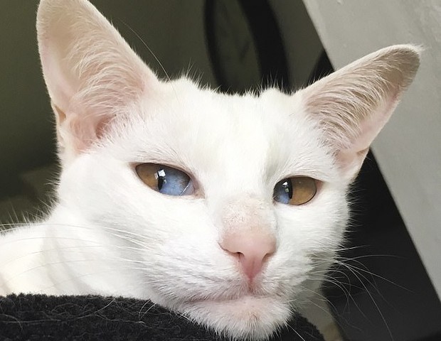 Gatinho tem olhos meio marrons e meio azuis (Foto: Caters News Agency)