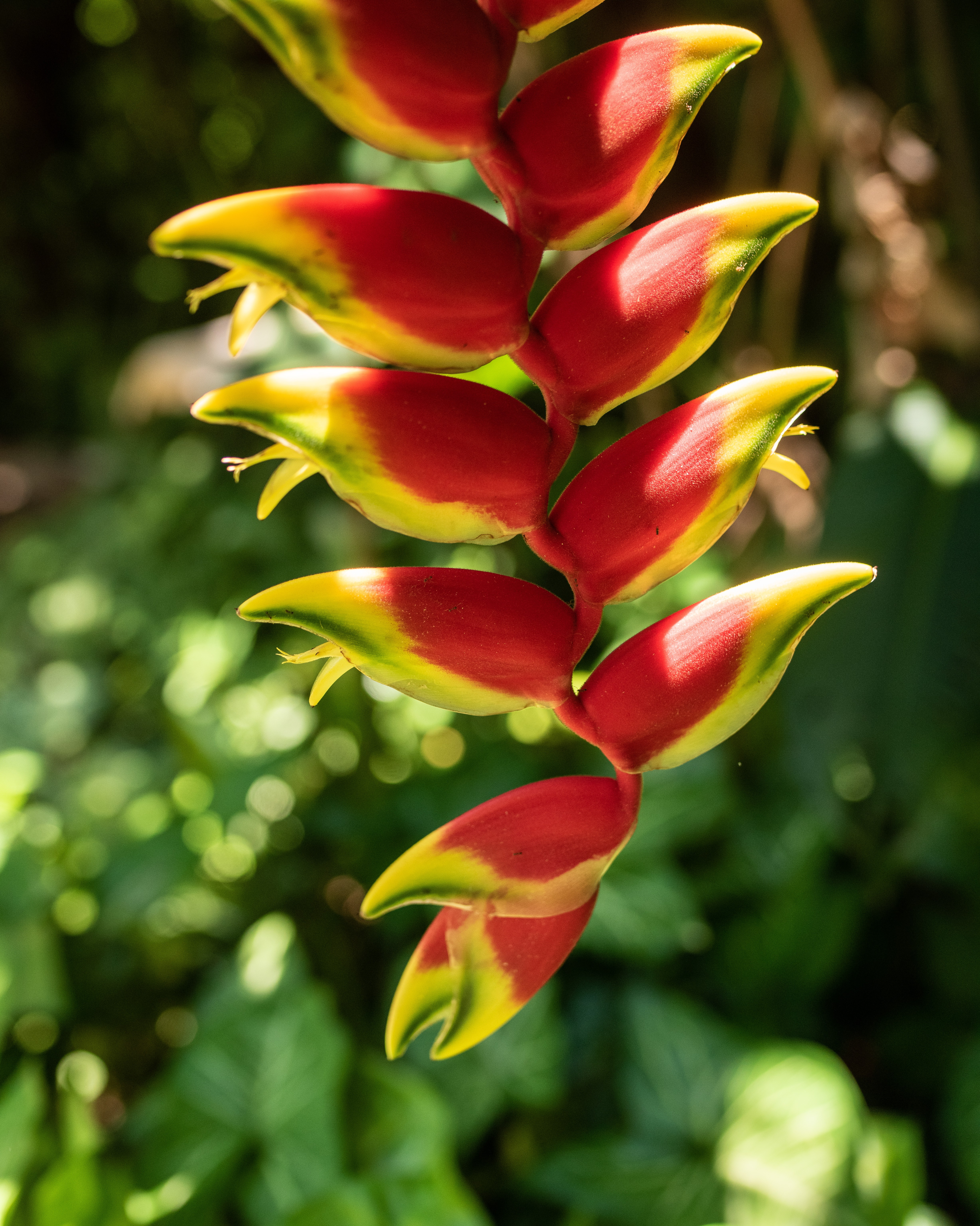 Flores tropicais: 9 espécies perfeitas para montar arranjos que refrescam (Foto: Alexandre P. Macedo)