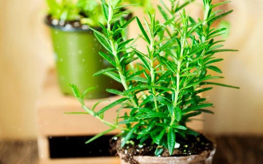 Como plantar alecrim em casa - Casa Vogue | Paisagismo