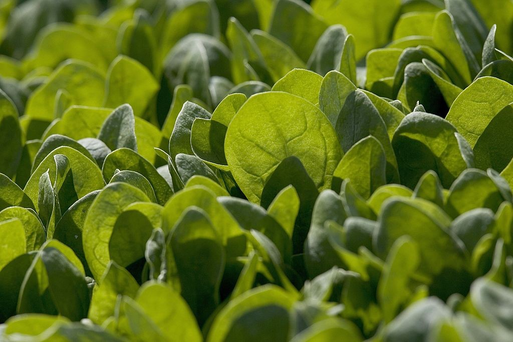 WATSONVILLE, CA - SEPTEMBER 23:  Baby spinach grows in a field September 23, 2006 in Watsonville, California. With the recent outbreak of E. Coli being traced to spinach farms in California, growers are looking for ways to make up for the losses they are  (Foto: Getty Images)