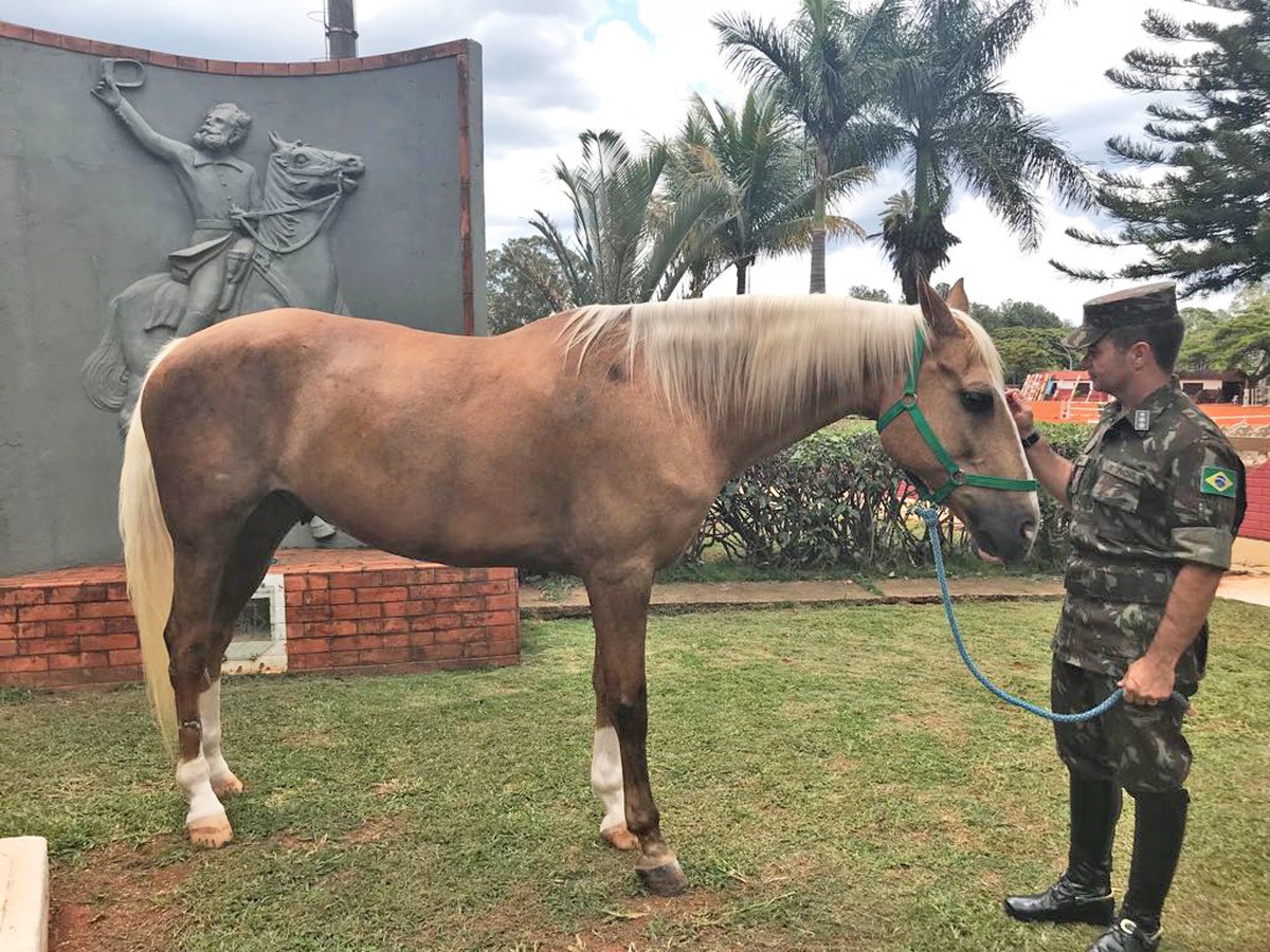 Proclamação da República: conheça a tradição do cavalo Baio, herança do  Exército desde 1889 | Distrito Federal | G1
