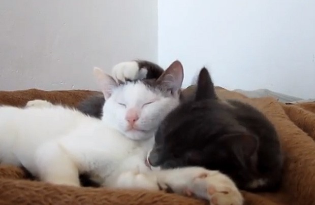 Gato Pamišelis (branco) até fecha os olhos para relaxar na hora de receber os carinhos da irmã Pūkis (Foto: Reprodução/YouTube/Vaidas Siniauskas)
