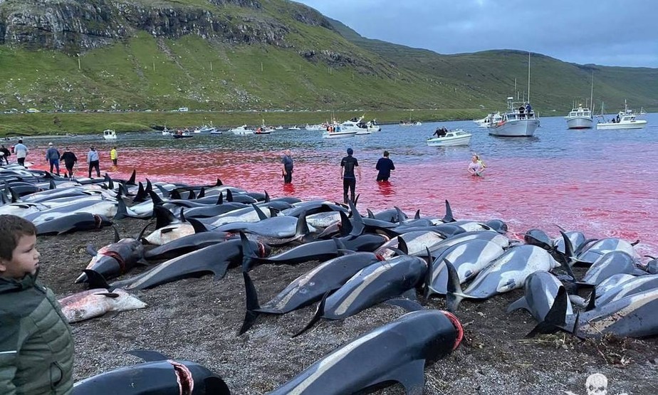 Massacre de golfinhos na praia de Skálabotnur, nas Ilhas Faroe