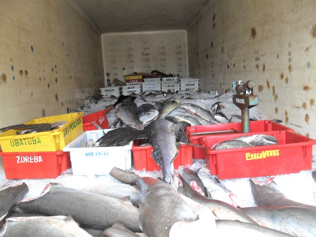 Cação apreendido pela Polícia Ambiental nesta terça-feira (22), em Ubatuba. (Foto: Divulgação/Polícia Ambiental)