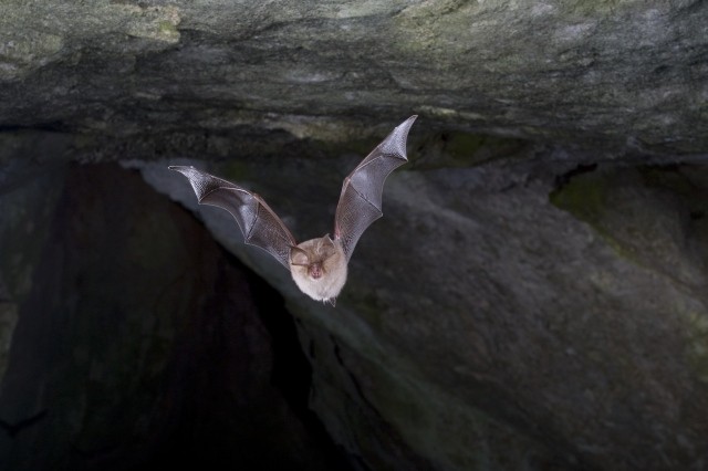 Acima, um morcego-de-ferradura-pequeno (Rhinolophus hipposideros) (Foto: Wikimedia commons)