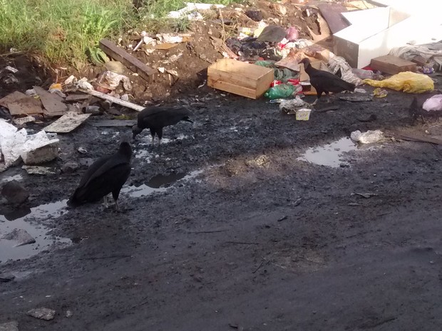 Lixo tem causado aparecimento de bichos no bairro  (Foto: Edilma Maria da Penha/VC no G1)