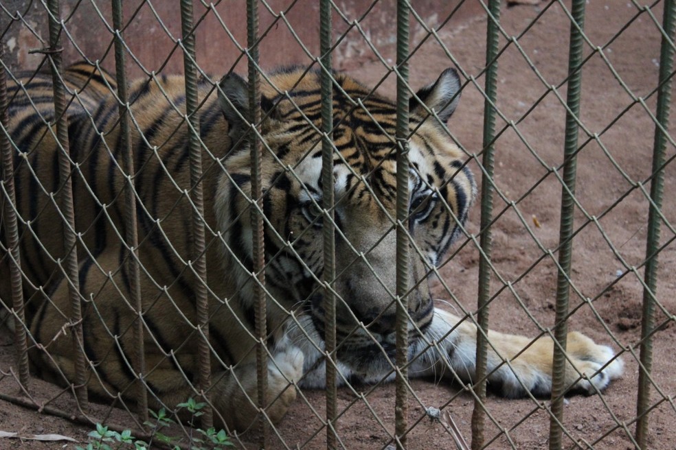 Tigre Danger morre no zoológico municipal de Rio Preto | São José do