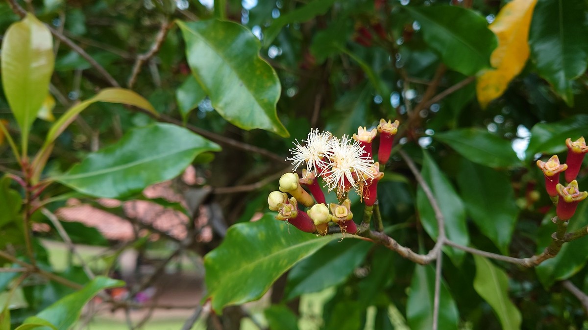 Cravo-da-índia: como cultivar a planta conhecida desde a Antiguidade |  Paisagismo | Casa e Jardim