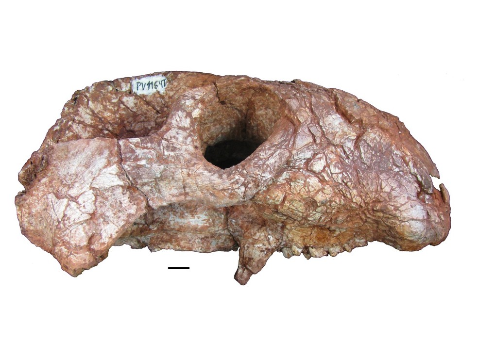 Foram analisados 15 fósseis incompletos com crânio ou mandíbula e mais de 20 dentes isolados, reunidos entre 1995 e 2008 por três instituições de pesquisa. — Foto: UFRGS/Divulgação