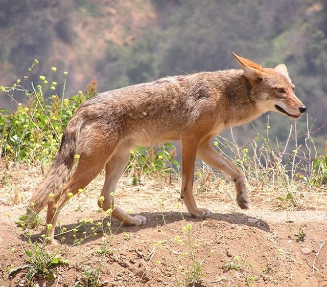 Canis latrans - Coiote (Foto: Justin Johnsen/ Wikimedia Commons/ CreativeCommons)