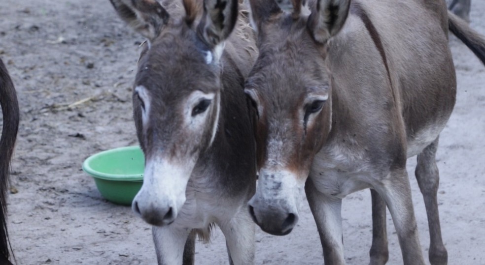 Professor resgata jumentos vítimas de maus-tratos em São Luís; mais de dez animais já foram retirados do abandono — Foto: Adriano Soares / Grupo Mirante