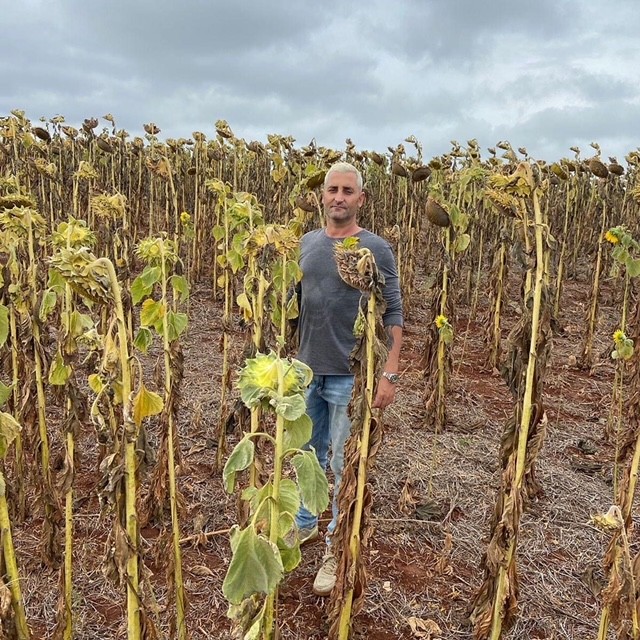 Produtor rural vira 'meme' em foto com girassóis murchos após chegar 'atrasado' em plantação em São Carlos