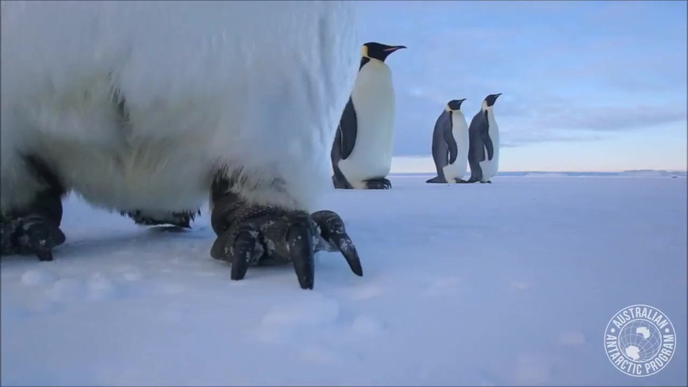 Pingum derrubou a câmcera do chão e começa a 'investigar' objeto (Foto: Divisão Australiana na Antártica/Reprodução/BBC)