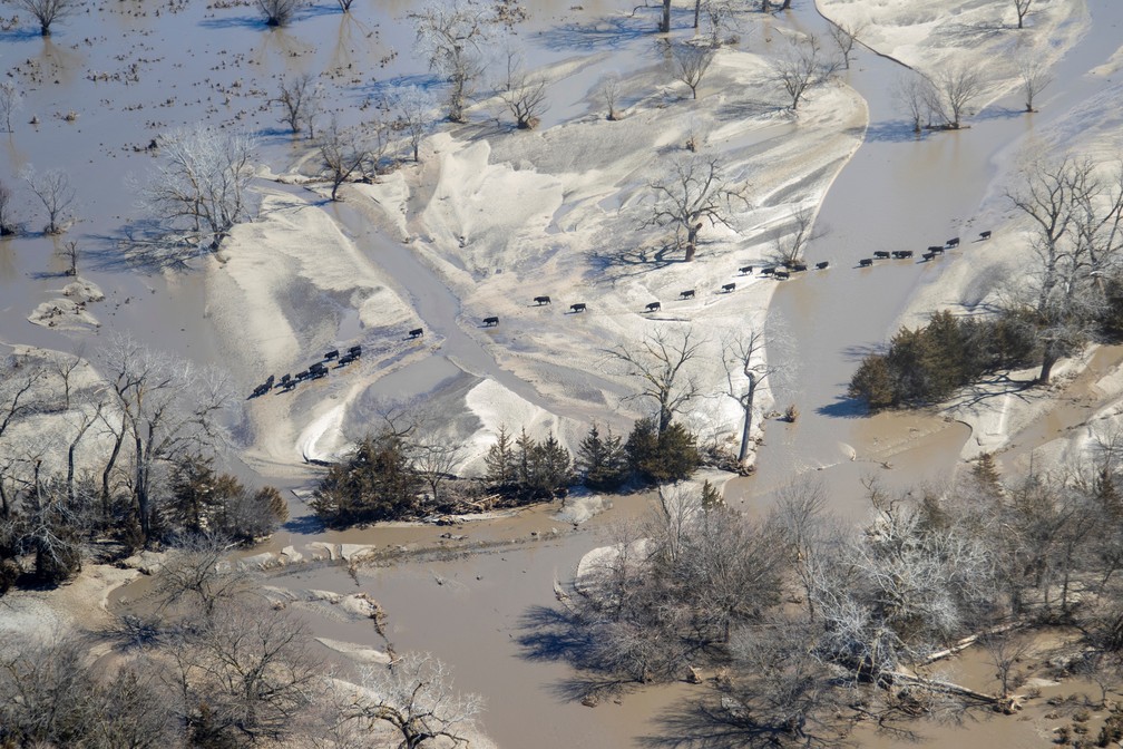 Gado fica ilhado durante enchente no estado do Nebraska, nos EUA — Foto:  Lisa Crawford/Nebraska National Guard/Handout via Reuters