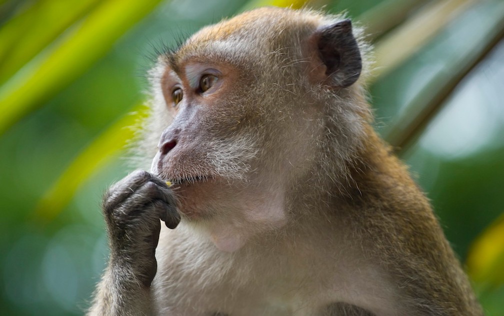 Macaco da espécie 'Macaca fascicularis', mesma usada no estudo — Foto: André Ueberbach/Creative Commons
