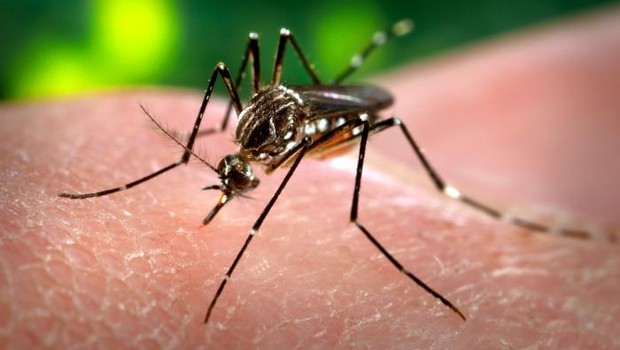 Mosquito da dengue (Foto: Wikipedia)