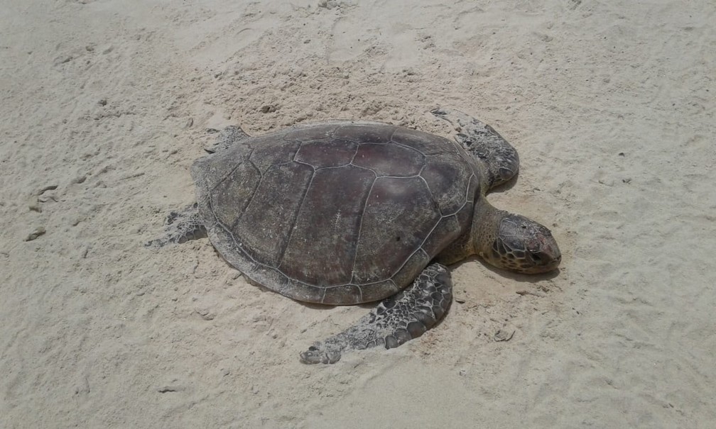Tartaruga foi encontrada morta em praia de IlhÃ©us â Foto: Juliana Viana/Arquivo Pessoal