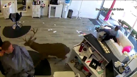 Veado invade salão de beleza em Nova York, nos EUA