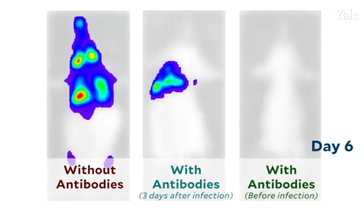 Vídeo inédito mostra progressão de Covid-19 em ratos com e sem anticorpos (Foto: Yale University)