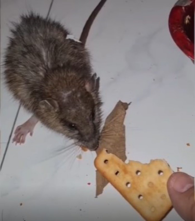 Veterinário desiste de matar rata que apareceu em sua clínica, faz 'amizade' e alimenta roedor; ASSISTA